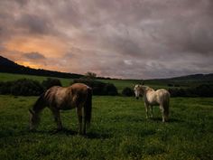 two horses are standing in the grass under a cloudy sky