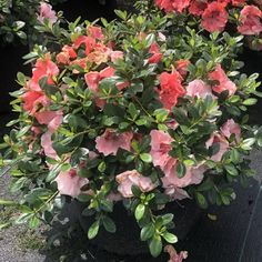 some pink flowers are growing in a pot