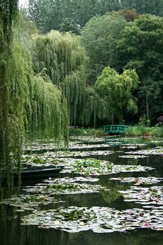 a pond with lily pads and a bench in the distance, surrounded by green trees