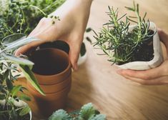 two hands holding potted plants on top of a wooden table next to another plant