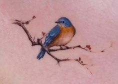 a small blue bird sitting on top of a branch