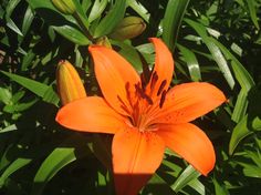 an orange flower with green leaves in the background