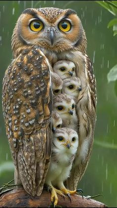 an owl with its babies sitting on top of it's back in the rain