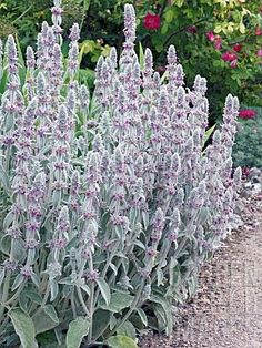 purple flowers are blooming in the garden next to some gravel and plants with green leaves