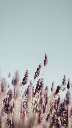 purple flowers are in the foreground with a blue sky behind them