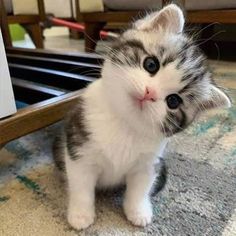 a small kitten sitting on the floor next to a mirror