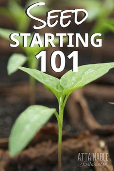 seed starting 101 with the title overlay