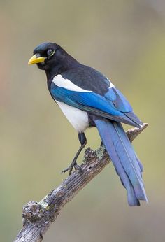 a blue and white bird sitting on top of a tree branch