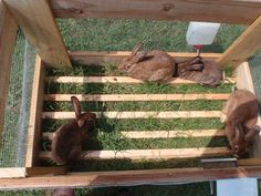 three rabbits are sitting in a wooden box on the grass, and one is eating