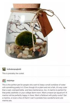 a glass jar filled with rocks and moss