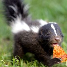 a black and white striped animal eating a piece of pizza in the grass with it's mouth open