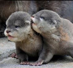 two baby otters sitting next to each other with caption saying, this is my significant otter aww