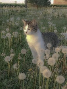 a cat is standing in the grass with dandelions