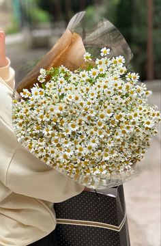 Academia Flowers Aesthetic, Chamomile Flowers Aesthetic, Camomile Bouquet, Daisy Flower Aesthetic, Camomile Flower, Pretty Backrounds, Aesthetic Daisy, Chamomile Flower, Daisy Wallpaper