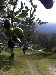 an olive tree with lots of fruit hanging from it's branches