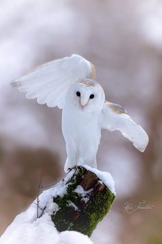 an owl is sitting on top of a tree stump in the snow with its wings spread