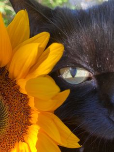 a close up of a black cat with a sunflower in front of it's face