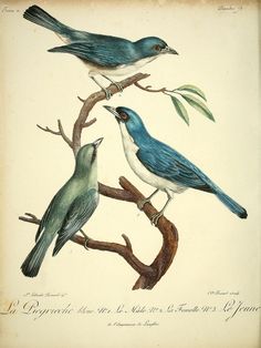 three birds sitting on top of a tree branch with leaves in their beaks, one blue and the other green