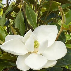 a white flower with green leaves in the background