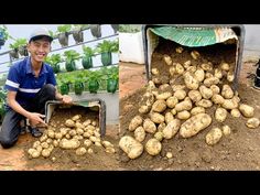 a man kneeling down next to a pile of potatoes