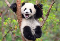 a panda bear sitting in a tree with its mouth open