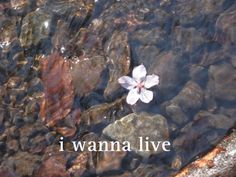 a white flower sitting on top of rocks in the middle of some water with words above it