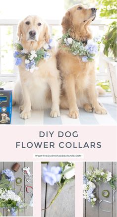 two dogs sitting next to each other with flowers in their collars and the words diy dog flower collars