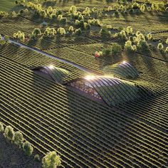 an aerial view of a farm with rows of vines and trees in the foreground