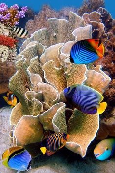 an underwater scene with many different colored fish