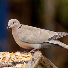 a bird sitting on top of a wooden post next to a pile of shredded food