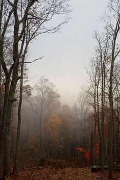 foggy forest with trees and leaves in the foreground, on an overcast day