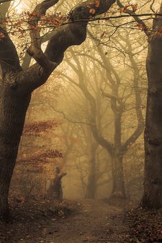 a path in the woods with trees and leaves on both sides, surrounded by fog