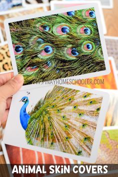 someone is holding up some pictures of peacocks and their feathers with the words animal skin covers on them