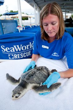 a woman in blue shirt and gloves touching a turtle