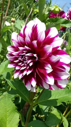 a large pink and white flower sitting in the middle of a field with lots of green leaves