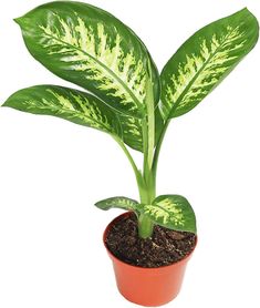 PRICES MAY VARY. Common Name Dieffenbachia "dumb cane" Light: Prefers diffused sunlight or partial shade Water when the soil starts to become slightly dry at the top The Dieffenbachia plant does well as a houseplant, thriving with year round room They feature pointed, ovate leaves in a variety of combinations of green, cream, and white colors. Check her weekly and if the top two inches of soil feel dry it’s time for a drink. The best way to water your dumbcane is to let it get moderately dry and Rooms Without Windows, Dieffenbachia Houseplant, Inside House Plants, Types Of Ferns, Houseplants Low Light, Low Light Indoor Plants, Large Indoor Plants, Arrowhead Plant, Plant Varieties