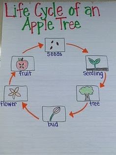 the life cycle of an apple tree is shown on a white board with red and green arrows