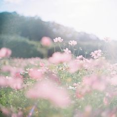 pink flowers are in the middle of a field