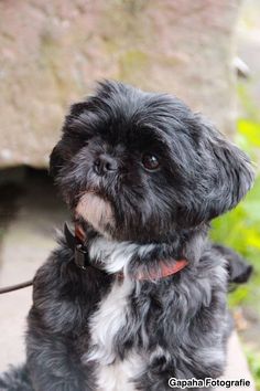 a small black and white dog sitting next to a rock