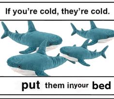 three stuffed sharks with caption saying if you're cold, they're cold put them in your bed