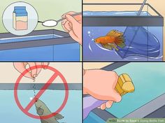 a goldfish in an aquarium being fed by a person with a spoon and fork