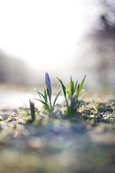 small blue flower sitting on top of grass covered in drops of water and sun light