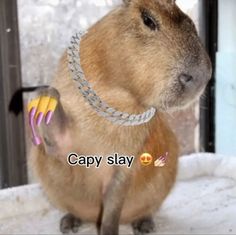 a small rodent wearing a chain around its neck