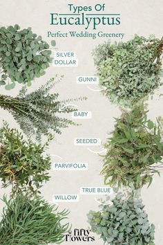 the different types of eucalyptus plants are shown in this poster, which shows their names