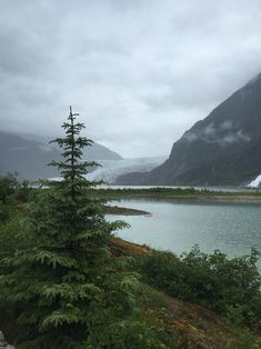 a small pine tree sitting next to a body of water with mountains in the background