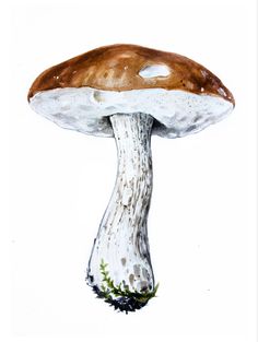 a watercolor painting of a mushroom on white paper