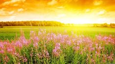 the sun is setting over a field with wildflowers