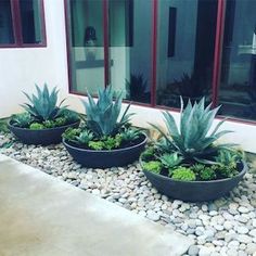 three planters filled with succulents and rocks in front of a building