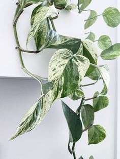 a close up of a plant with green leaves hanging from it's stems on a white wall