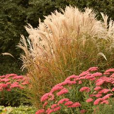 some very pretty flowers and plants in the grass